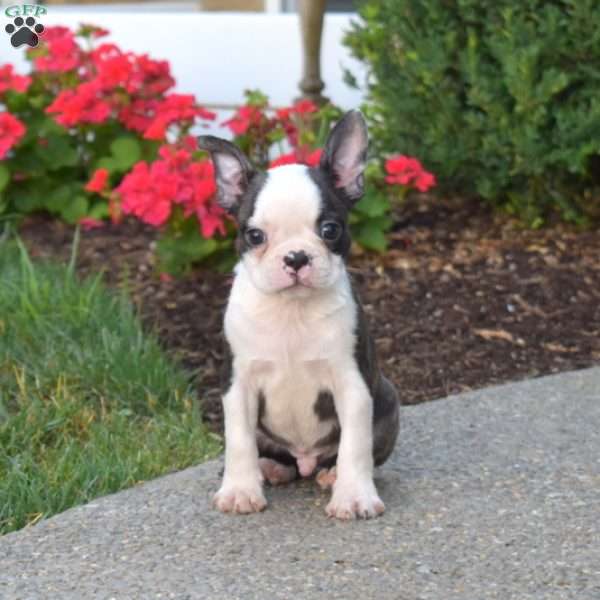Pepsi, Boston Terrier Puppy