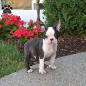 Pepsi, Boston Terrier Puppy