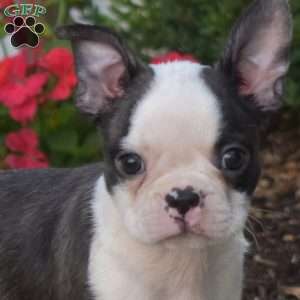 Pepsi, Boston Terrier Puppy
