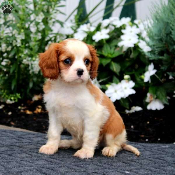 Pepsi, Cavalier King Charles Spaniel Puppy