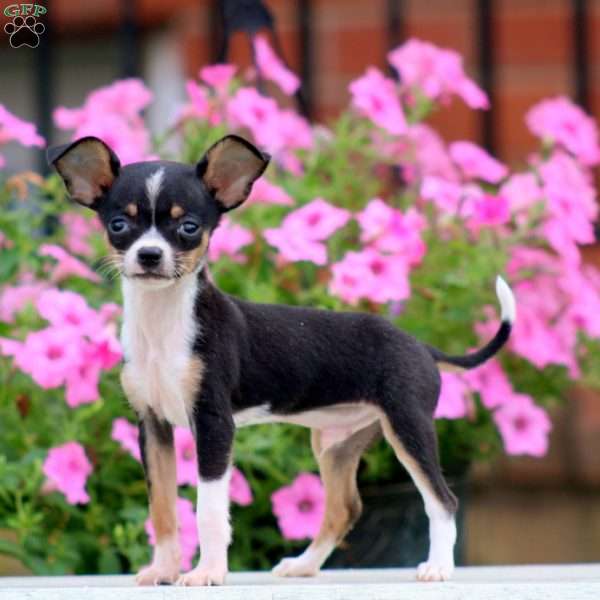 Pepsi, Chihuahua Puppy