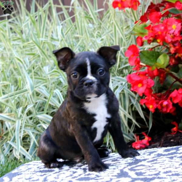 Pepsi, Frenchton Puppy