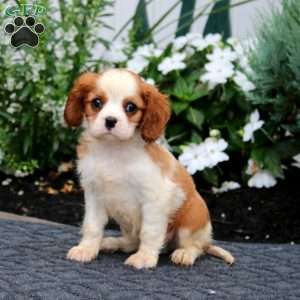 Pepsi, Cavalier King Charles Spaniel Puppy