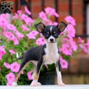 Pepsi, Chihuahua Puppy