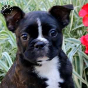 Pepsi, Frenchton Puppy
