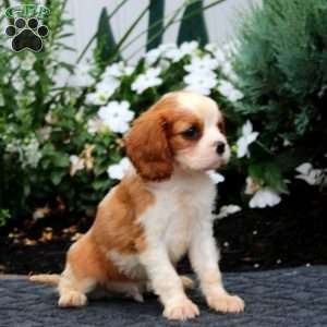 Pepsi, Cavalier King Charles Spaniel Puppy