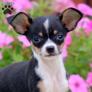 Pepsi, Chihuahua Puppy
