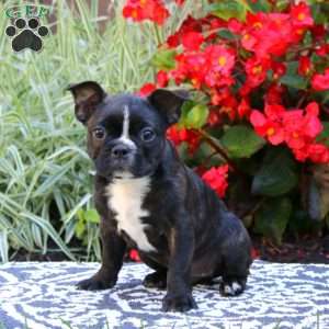 Pepsi, Frenchton Puppy
