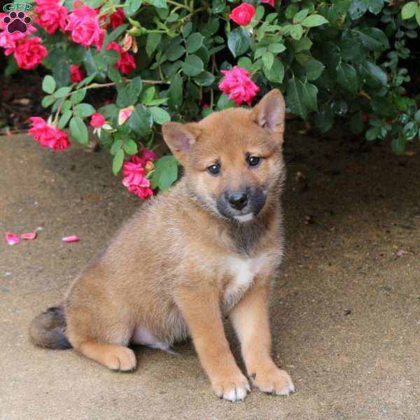 Percy, Shiba Inu Puppy