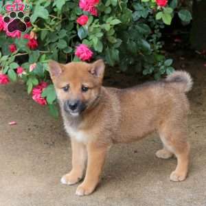 Percy, Shiba Inu Puppy