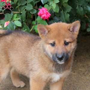 Percy, Shiba Inu Puppy