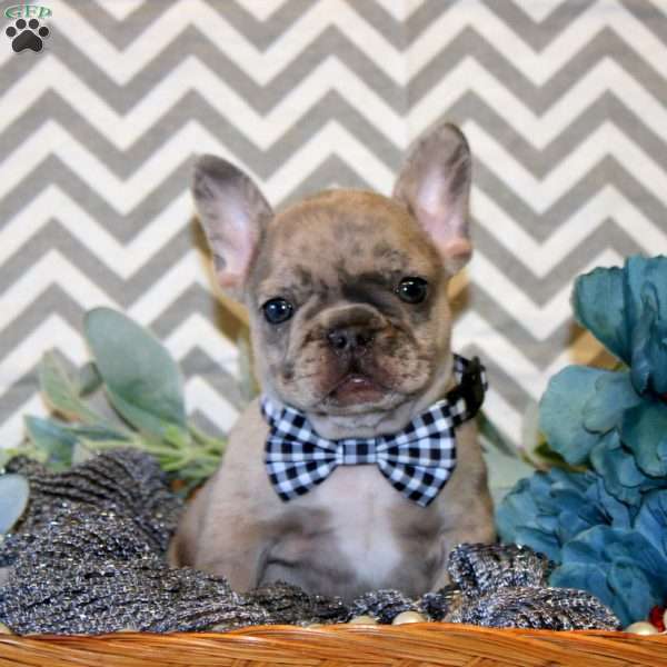 Perfection, French Bulldog Puppy