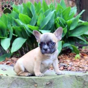 Perry, French Bulldog Puppy