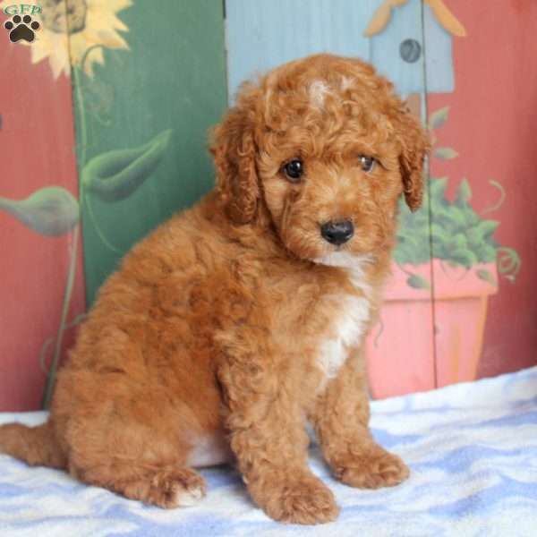 Peter, Miniature Poodle Puppy