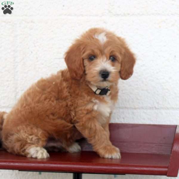 Peter, Miniature Poodle Puppy