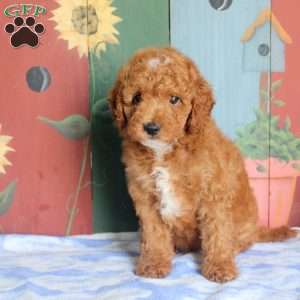 Peter, Miniature Poodle Puppy
