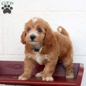 Peter, Miniature Poodle Puppy
