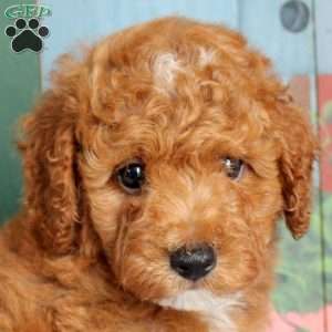 Peter, Miniature Poodle Puppy