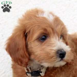 Peter, Miniature Poodle Puppy