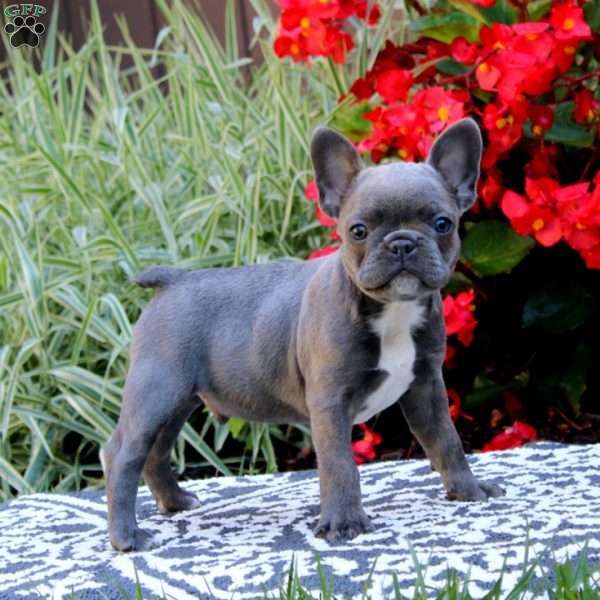 Peyton, Frenchton Puppy