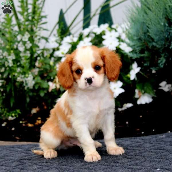Peyton, Cavalier King Charles Spaniel Puppy