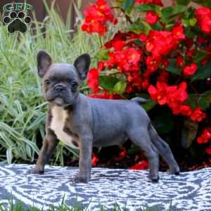 Peyton, Frenchton Puppy