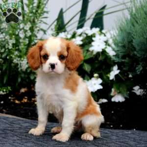Peyton, Cavalier King Charles Spaniel Puppy