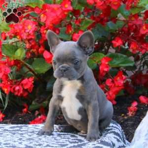 Peyton, Frenchton Puppy
