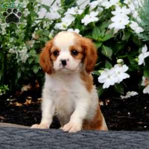 Peyton, Cavalier King Charles Spaniel Puppy