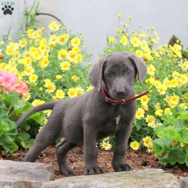 Phantom, Charcoal Labrador Retriever Puppy