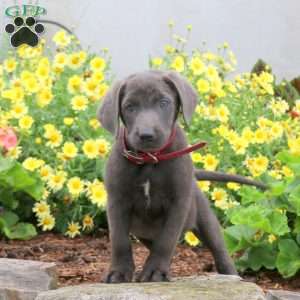 Phantom, Charcoal Labrador Retriever Puppy