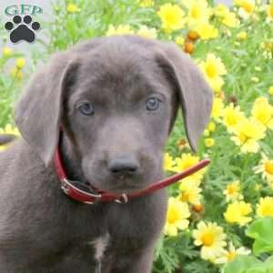 Phantom, Charcoal Labrador Retriever Puppy
