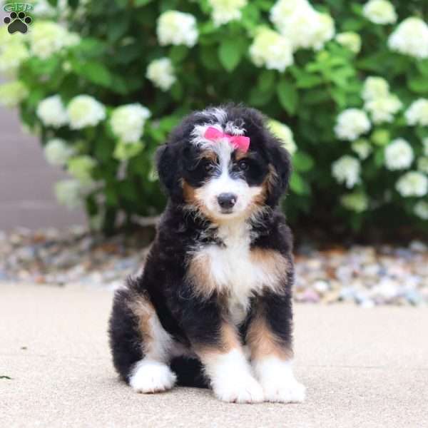 Phoebe, Mini Bernedoodle Puppy
