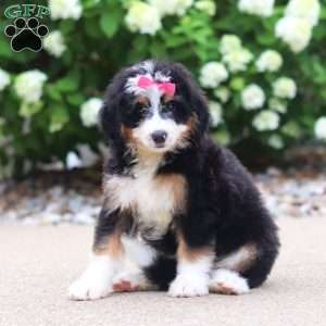 Phoebe, Mini Bernedoodle Puppy