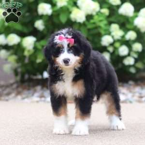 Phoebe, Mini Bernedoodle Puppy