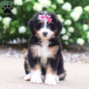 Phoebe, Mini Bernedoodle Puppy