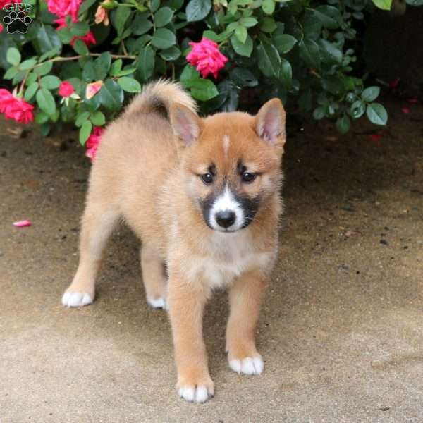 Phoenix, Shiba Inu Puppy