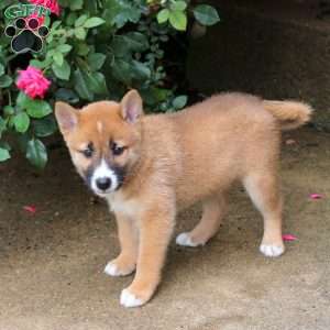 Phoenix, Shiba Inu Puppy