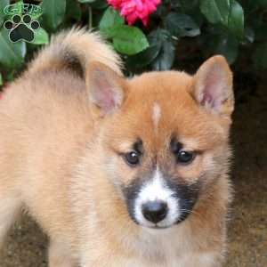 Phoenix, Shiba Inu Puppy