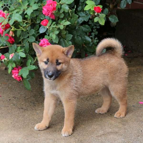 Picasso, Shiba Inu Puppy