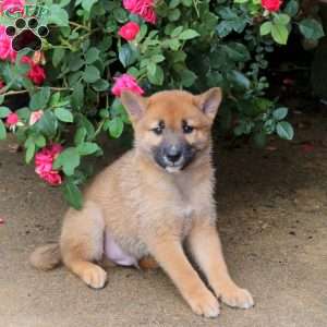 Picasso, Shiba Inu Puppy