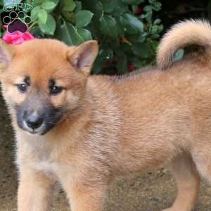 Picasso, Shiba Inu Puppy