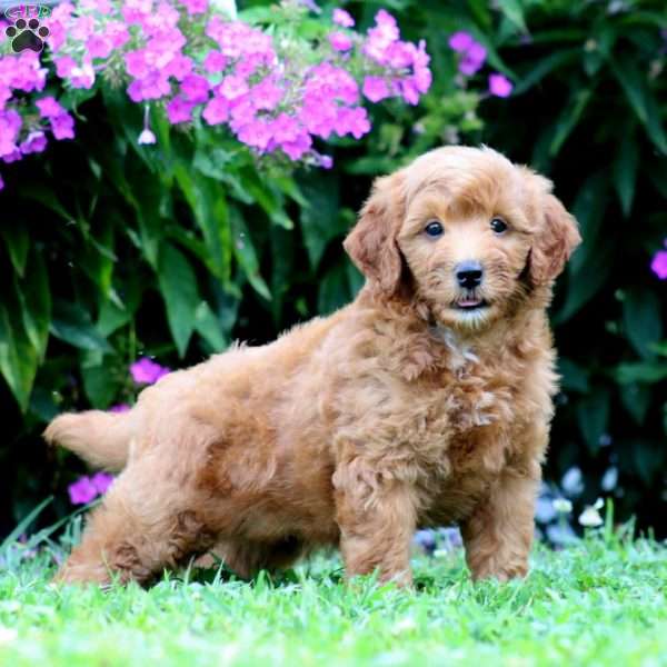 Pierce, Mini Goldendoodle Puppy