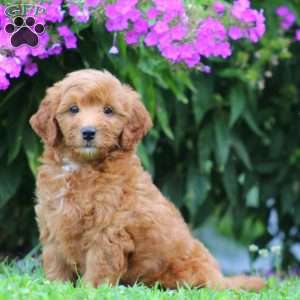 Pierce, Mini Goldendoodle Puppy