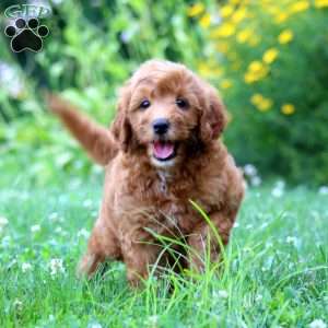 Pierce, Mini Goldendoodle Puppy