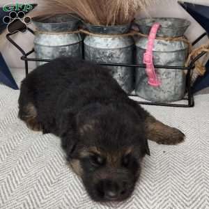 Brynn, German Shepherd Puppy