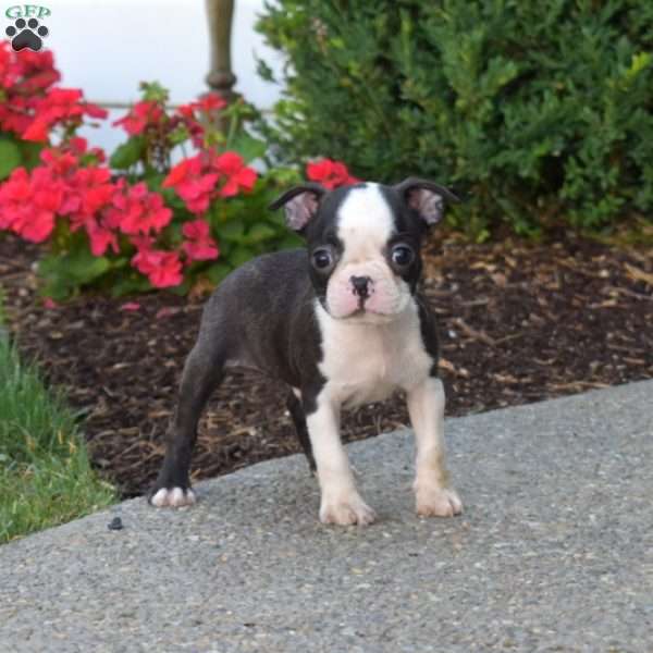 Pip, Boston Terrier Puppy