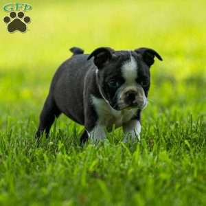 Pippy, Boston Terrier Puppy