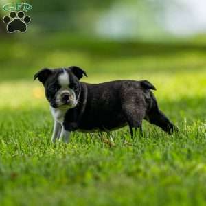 Pippy, Boston Terrier Puppy