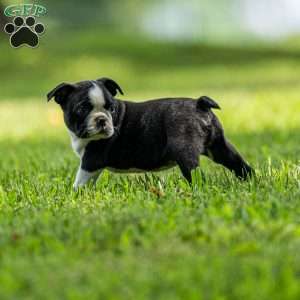 Pippy, Boston Terrier Puppy